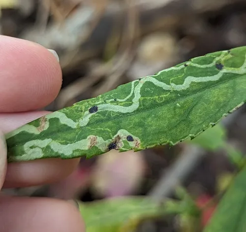 Ophiomyia parda