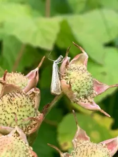 Agriphila plumbifimbriellus thumbnail 2
