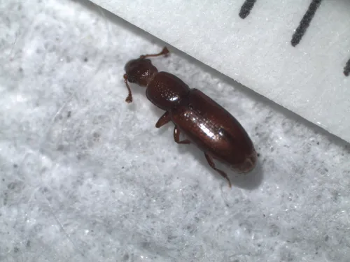 Rhizophagus brunneus