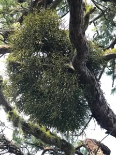 Incense Cedar Mistletoe thumbnail 4