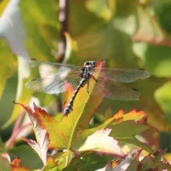 Olive Clubtail thumbnail 3