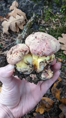 Pink-capped Oak Butter Bolete