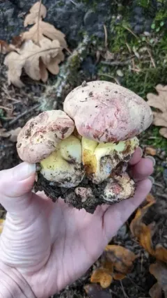 Pink-capped Oak Butter Bolete thumbnail 1
