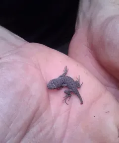 Eastern Fence Lizard thumbnail 2