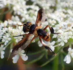 Trichopoda indivisa thumbnail 4