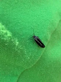 Ethmia albistrigella thumbnail 3