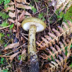 Toadskin Milkcap thumbnail 4