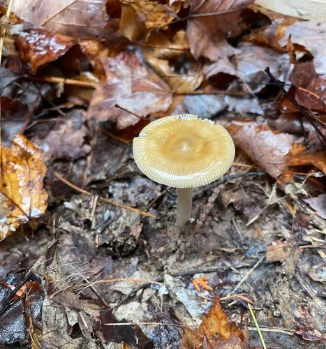 Mandarin Yellow Ringless Amanita