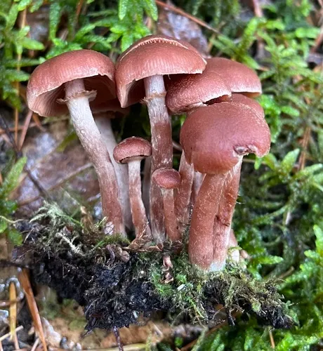 Tubaria confragosa
