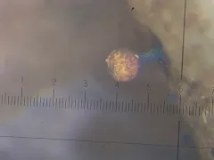 Trichia subfusca thumbnail 2