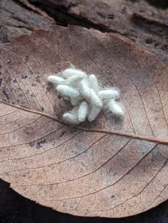 Cabbage White Parasitoid Wasp thumbnail 3