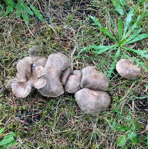 Tricholoma argyraceum