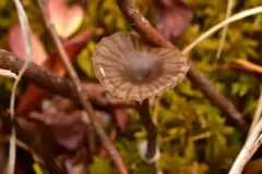 Arrhenia bigelowii thumbnail 2