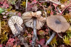 Entoloma perasprellum thumbnail 3