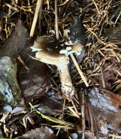 Hygrophorus canadensis thumbnail 4