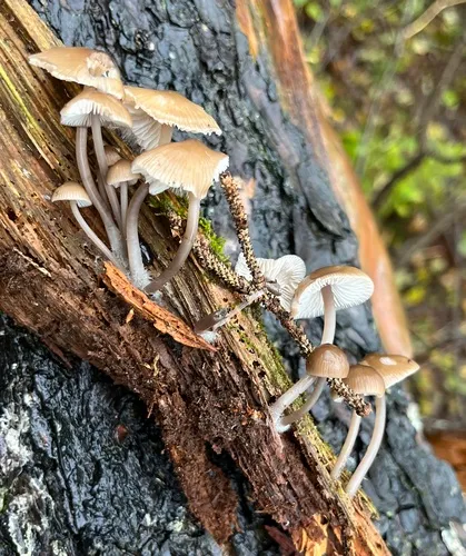 Red-spotted Mycena