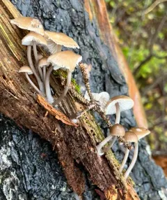 Red-spotted Mycena thumbnail 1
