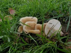 Woodchip Oyster thumbnail 3