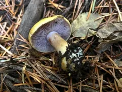 Calonarius metarius thumbnail 2