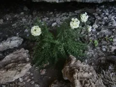 Brandegee's jacob's-ladder thumbnail 2