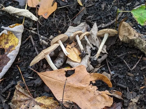Entoloma murinum