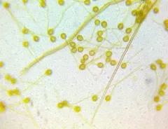 Lycoperdon caudatum thumbnail 2