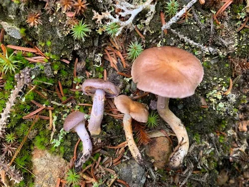 Cortinarius anomalellus