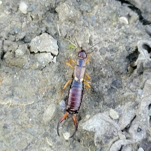 European Earwig