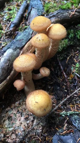 northern honey fungus