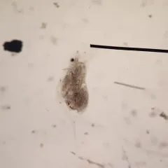 Daphnia retrocurva thumbnail 2
