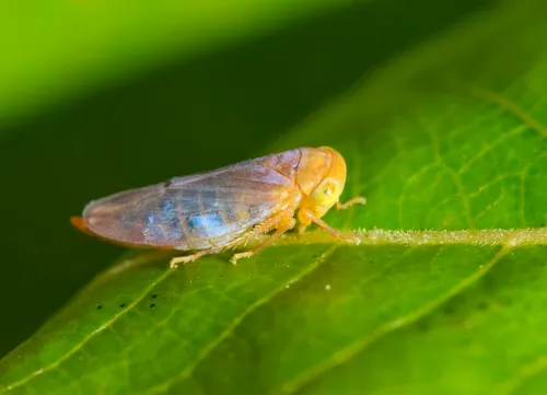Populicerus duzeei