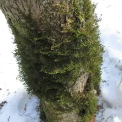 Wall Scalewort thumbnail 2