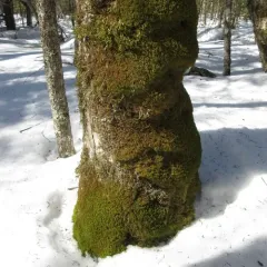 tree-skirt moss thumbnail 2