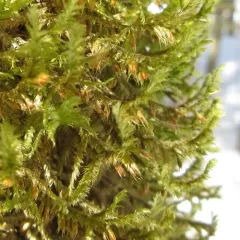 shingle moss thumbnail 4