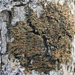 Shaggy-fringe Lichen thumbnail 2