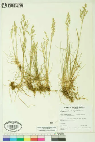 Narrow-leaved Meadow-grass