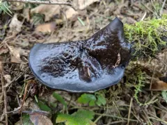 Pseudoplectania vogesiaca thumbnail 4