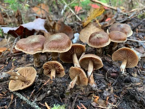 Cortinarius pinisquamulosus