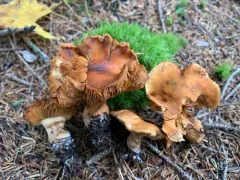 Thaxterogaster vespertinus thumbnail 3