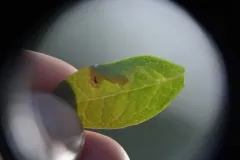 Liriomyza pilicornis thumbnail 2