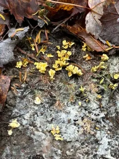 roothole rosette thumbnail 2