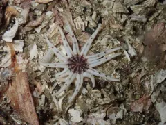 Twelve-tentacled Burrowing Anemone thumbnail 3