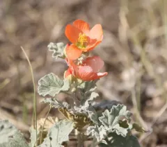 apricot mallow thumbnail 3