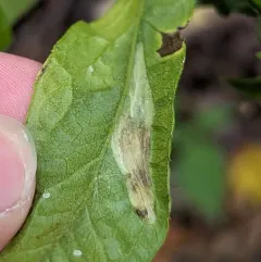 Goldenrod Leafminer thumbnail 2