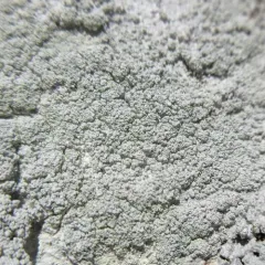 Pustule Crust Lichen thumbnail 4
