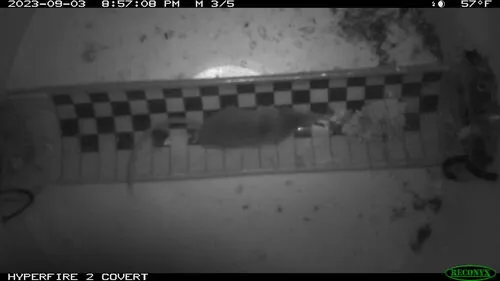 Gray Long-tailed Shrew