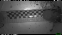 Rock Vole thumbnail 3
