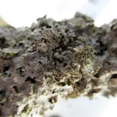 rough speckled shield lichen thumbnail 2