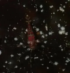 Roughpatch Shrimp thumbnail 4