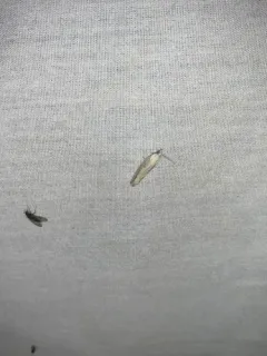 Eucosma infimbriana thumbnail 2